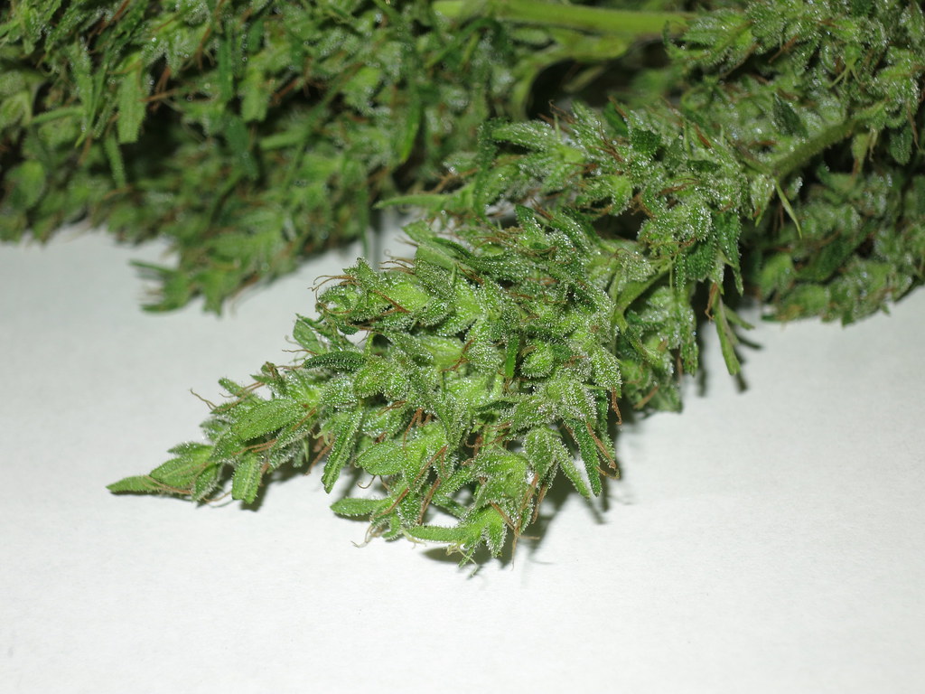Idukki landrace