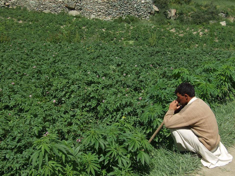 Конопля афганистана фото курить спайс или коноплю