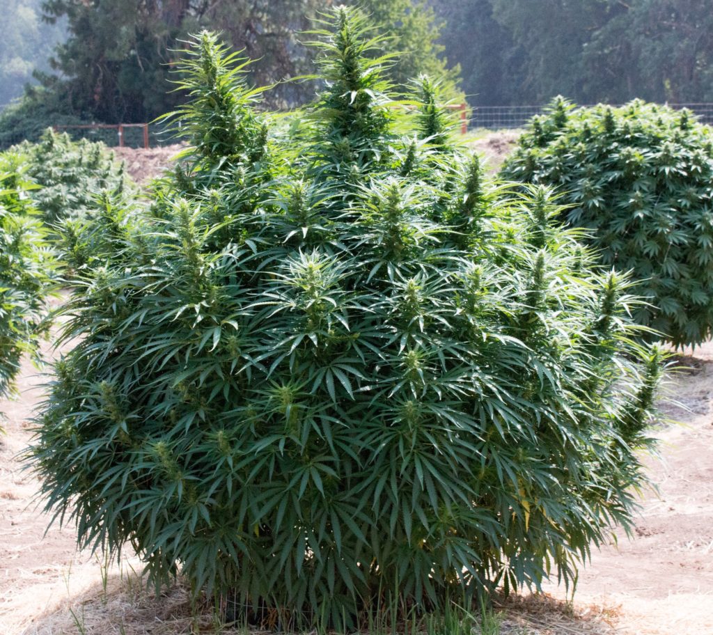 Купить семена афганку марихуана от боли в животе