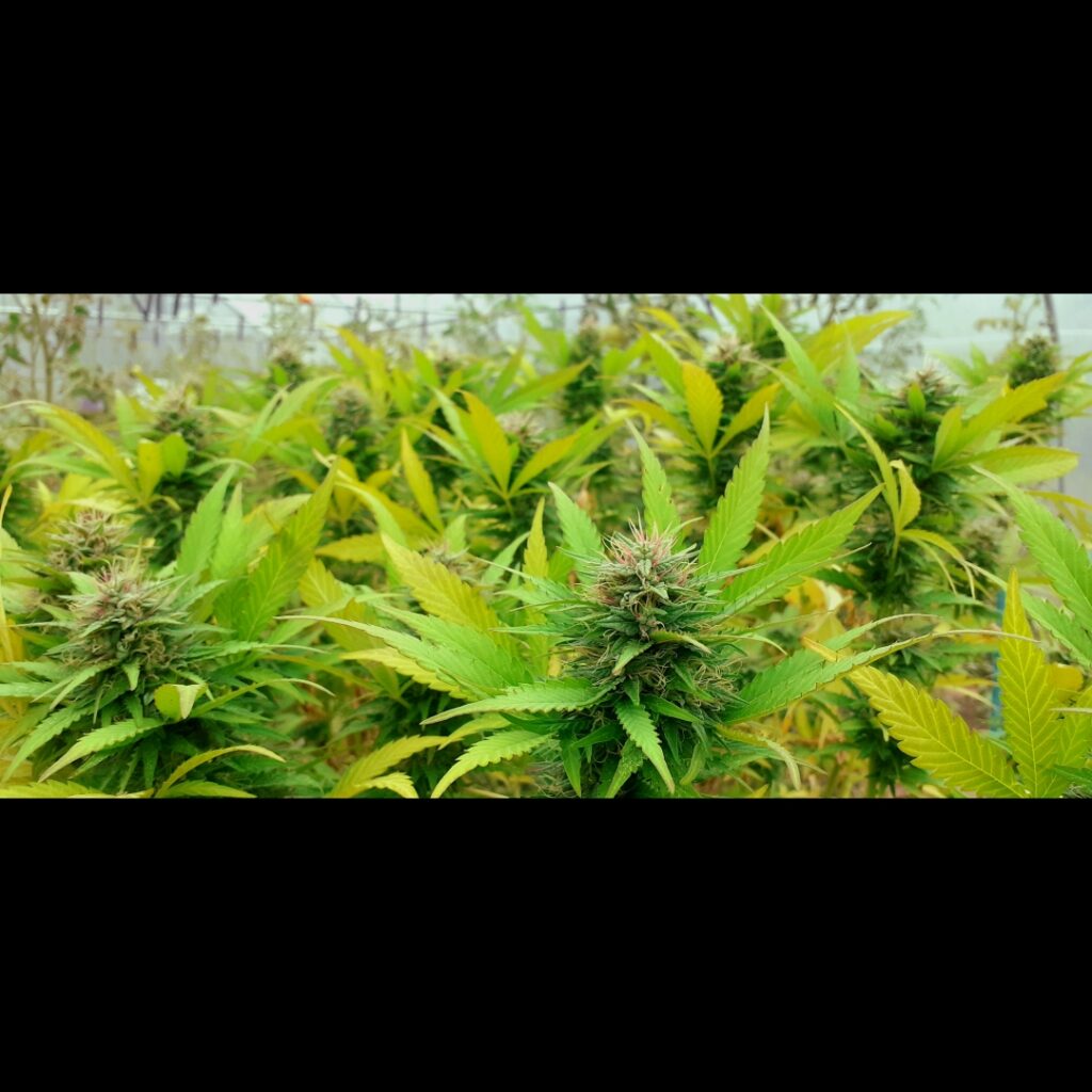 Waziri The Real Seed Company Cannabis Landrace Seeds