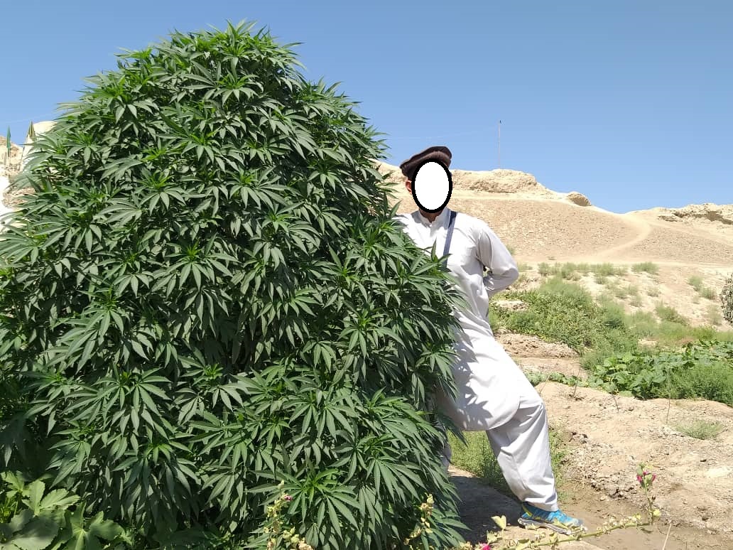 афганка марихуана фото