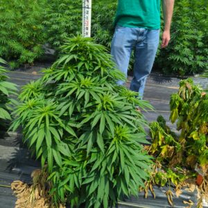 Freak Chunk (Deep Chunk) – The Real Seed Company