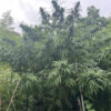 Burmese - Image 9
