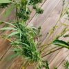 Nepalese Mountain Ganja - Image 3