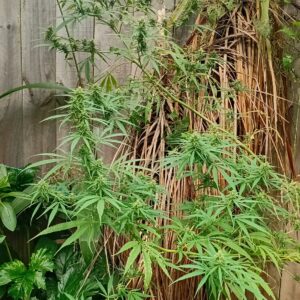 Nepalese Mountain Ganja