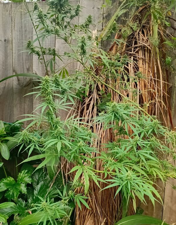 Nepalese Mountain Ganja