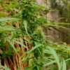 Nepalese Mountain Ganja - Image 4