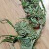 Nepalese Mountain Ganja - Image 5
