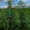 Nepalese Mountain Ganja - Image 2