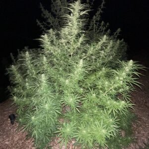 Nepalese Mountain Ganja