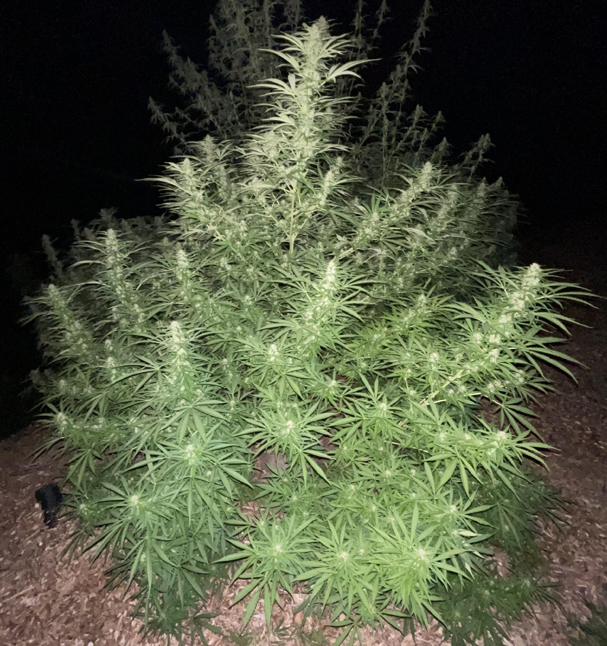 Nepalese Mountain Ganja