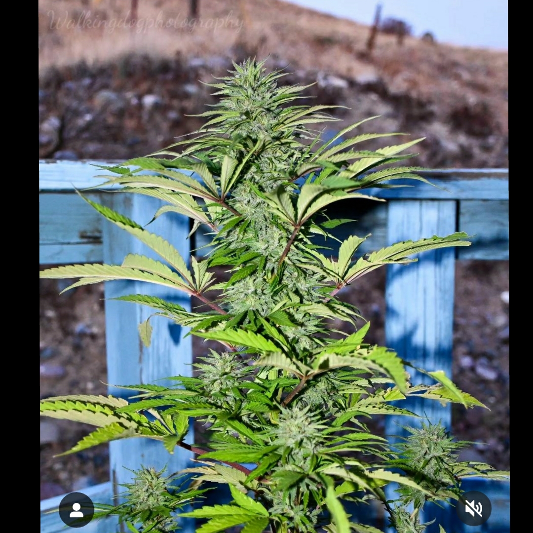 Landraces for Breeding Advanced Semi-Dwarf Cannabis Cultivars - The Real  Seed Company
