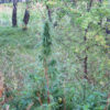 Selected Siberian (3rd Gen) - Image 7
