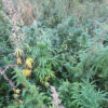 Selected Siberian (3rd Gen) - Image 6