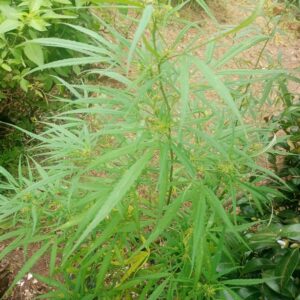 Dzamal - Madagascar (North)