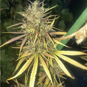 Dzamal - Madagascar (South)