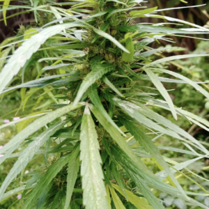 Dzamal - Madagascar (South)