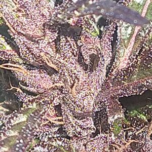Highland Lao #7